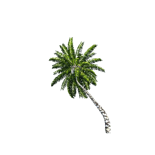 CoconutPalm04