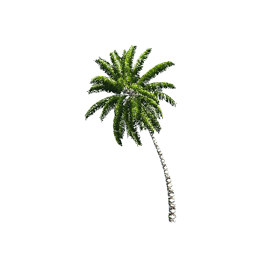 CoconutPalm05