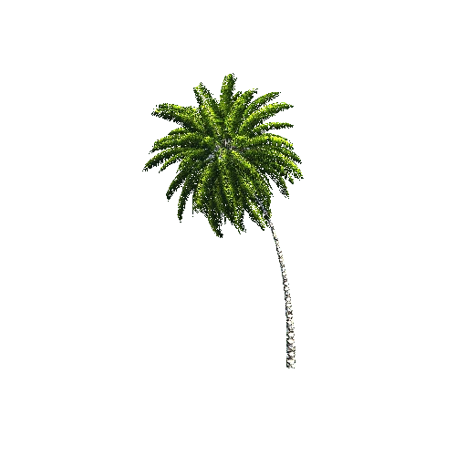 CoconutPalm06