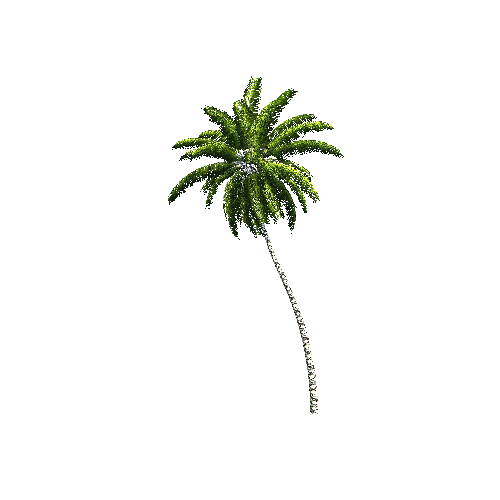 CoconutPalm08