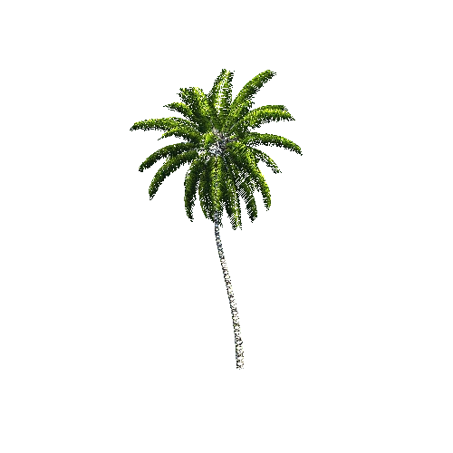 CoconutPalm09