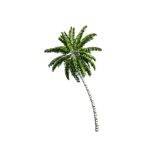 CoconutPalm10