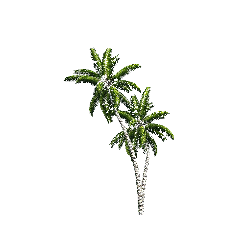 CoconutPalm11