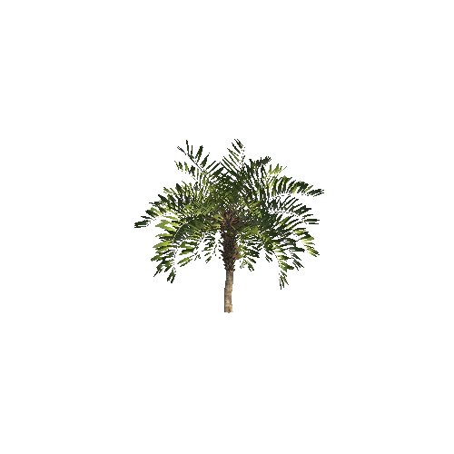 DatePalm01