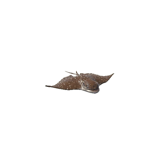 Eagle_Ray_Mesh