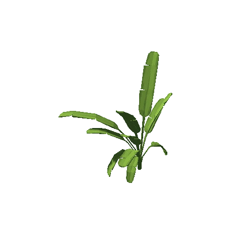 Plant_JavaFernB