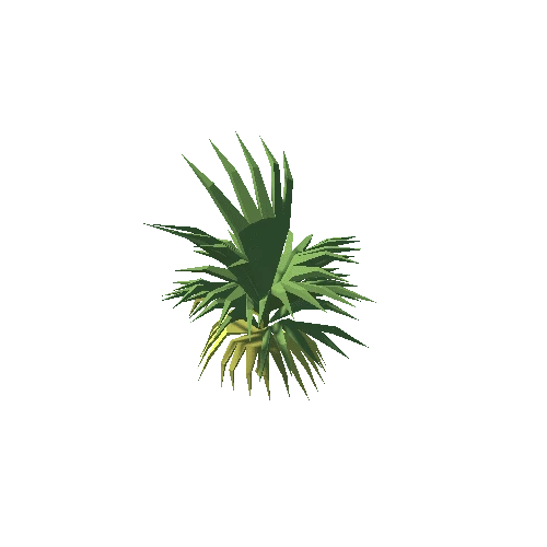 Plant_PalmTree_SabalD