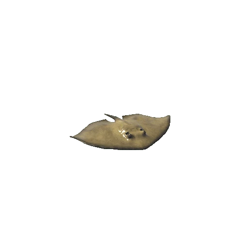 Common_Stingray_Mesh