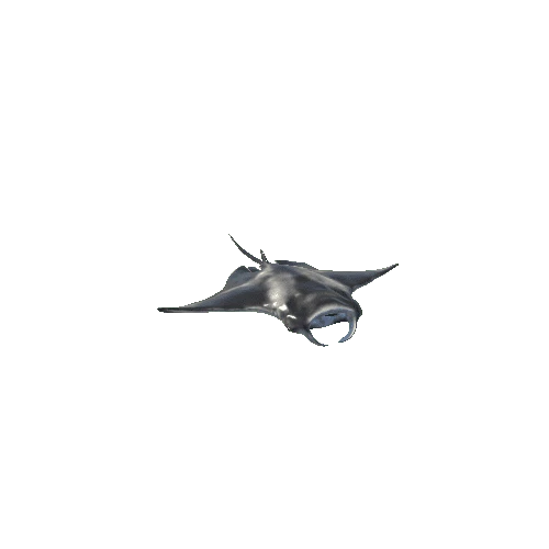 Manta_Ray_Mesh