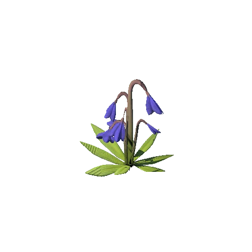 SM_Plant_Grass_Bluebell_Flower_02