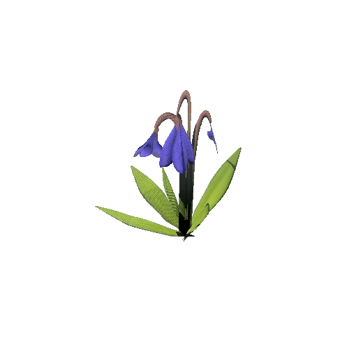 SM_Plant_Grass_Bluebell_Flower_03