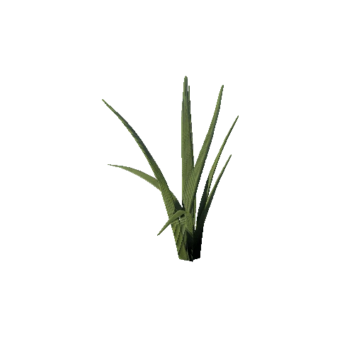 SM_Plant_Grass_Long_03