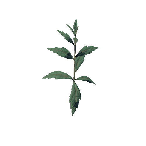 SM_Plant_Grass_Nettle_02