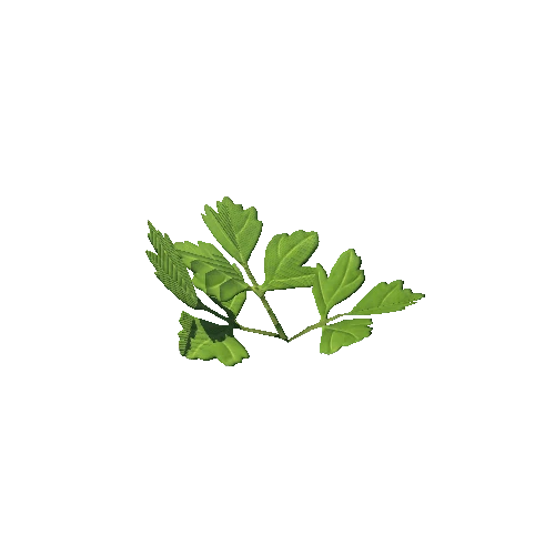 SM_Plant_Grass_Parsley_01