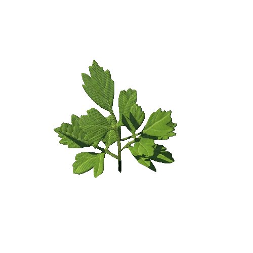 SM_Plant_Grass_Parsley_02