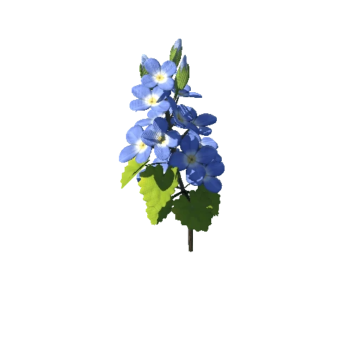 SM_Plant_Grass_Veronica_Flower_03