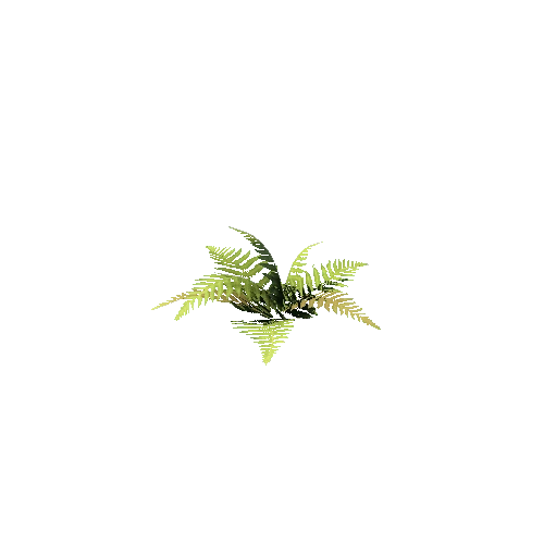 SM_Plant_Grass_Fern_01