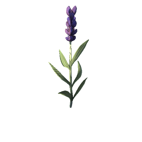 SM_Plant_Grass_Lavender_Flower_01