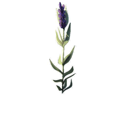 SM_Plant_Grass_Lavender_Flower_02