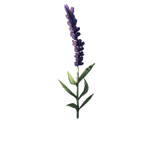 SM_Plant_Grass_Lavender_Flower_03