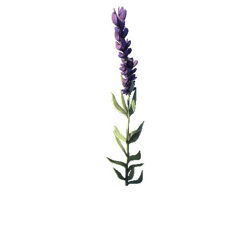 SM_Plant_Grass_Lavender_Flower_04