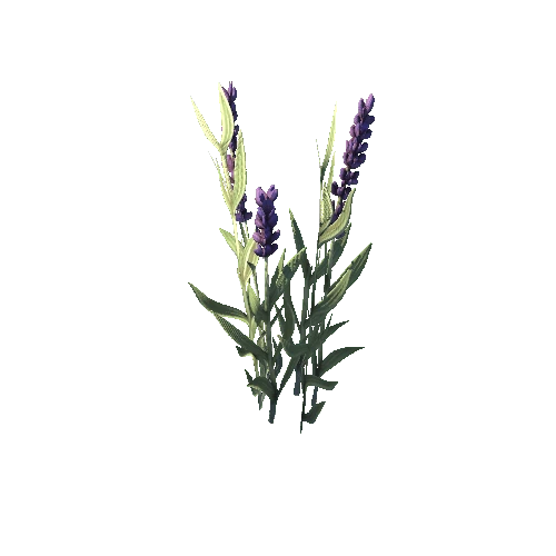 SM_Plant_Grass_Lavender_Flower_06