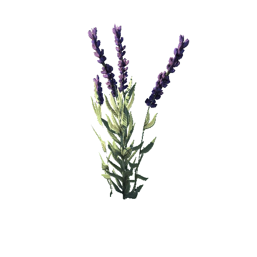 SM_Plant_Grass_Lavender_Flower_07