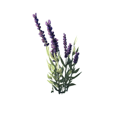 SM_Plant_Grass_Lavender_Flower_08