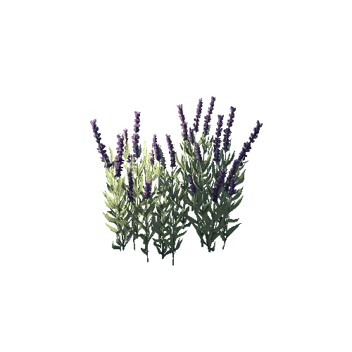 SM_Plant_Grass_Lavender_Flower_Assemble_02