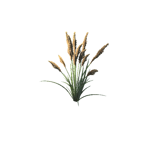 SM_Plant_Grass_Reed_05