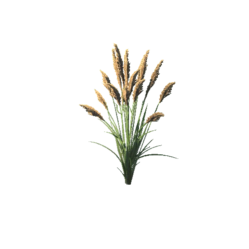 SM_Plant_Grass_Reed_06