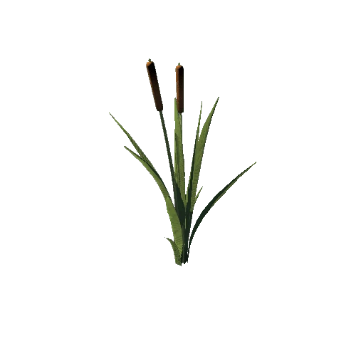 SM_Plant_Grass_Reedmace_02