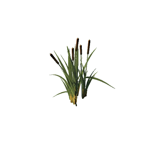 SM_Plant_Grass_Reedmace_03