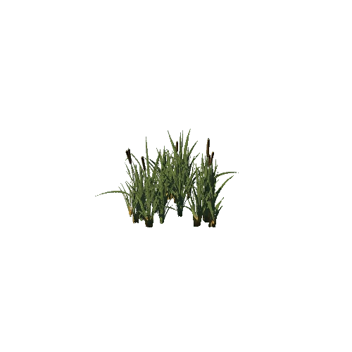 SM_Plant_Grass_Reedmace_05