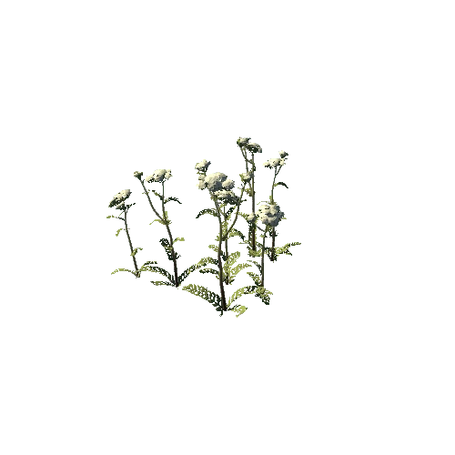 SM_Plant_Grass_Yarrow_03