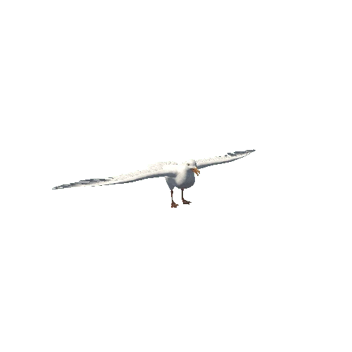Seagull_Mesh
