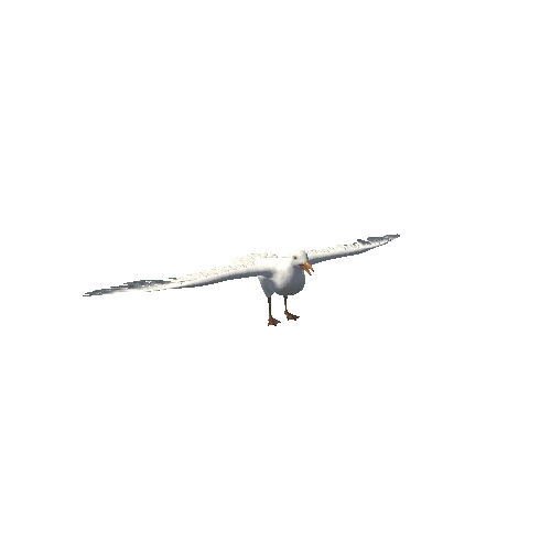 Seagull_Mesh_M