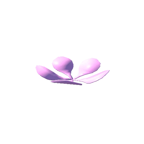 Flower_11