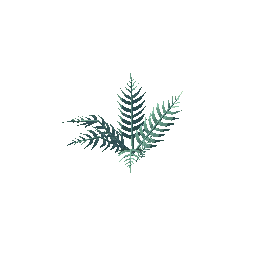 Fern