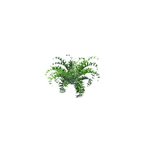 Fern01