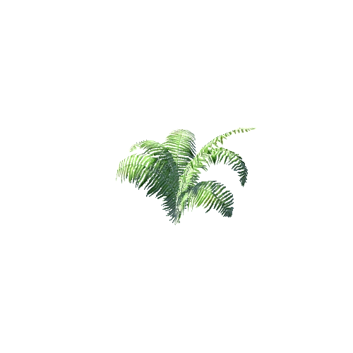 Fern02