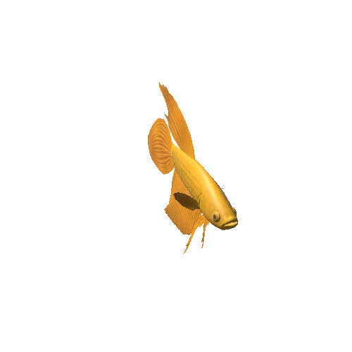 C_goldfish_02