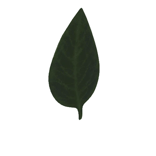 Leaf1