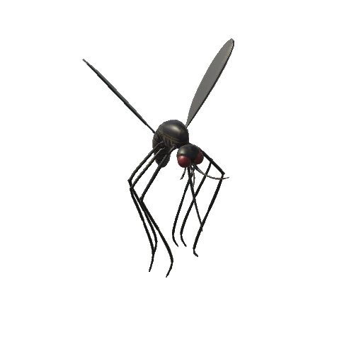 Mosquito