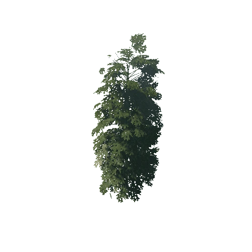 Pine_1_11