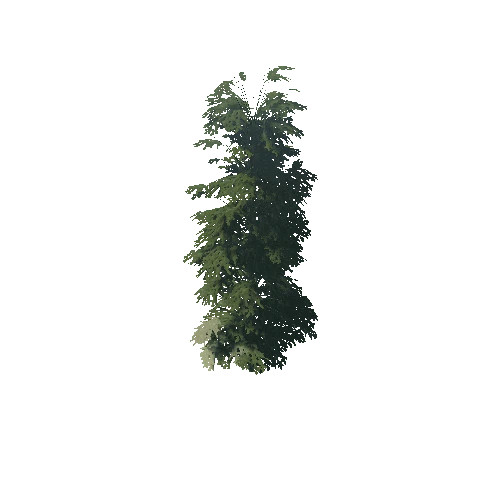 Pine_1_2