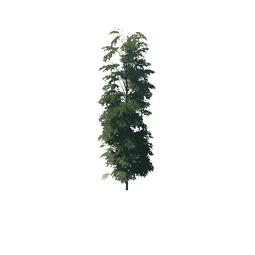 Pine_1_4