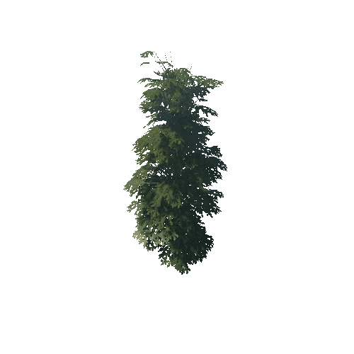 Pine_1_6