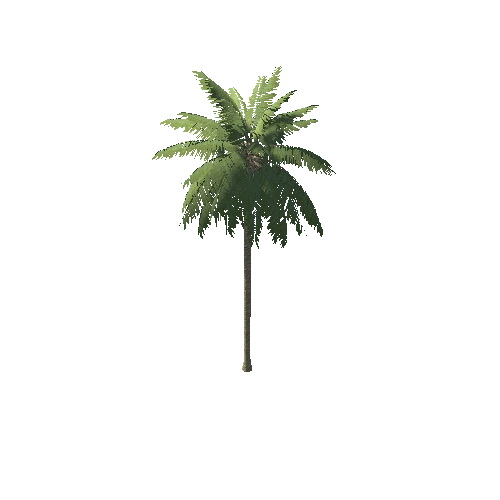 Palm_1_1