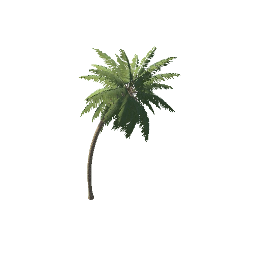 Palm_1_4